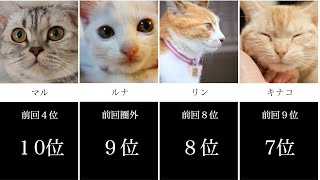 超速報！令和最新版！2021年猫の名前ランキング~Breaking News! Updated 2021! Top Cat Names~