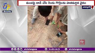 Tiger Attack on Flock of Sheep at Mancherial  | గొర్రెల మందపై పెద్దపులి  దాడి  | రెండు గొర్రెలు హతం