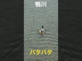 鴨川で泳ぐ健気な鴨