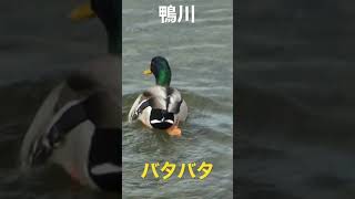 鴨川で泳ぐ健気な鴨