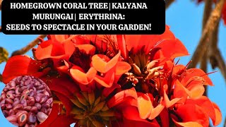 Homegrown Coral Tree | Kalyana Murungai  | Erythrina Seeds to Spectacle in Your Garden!