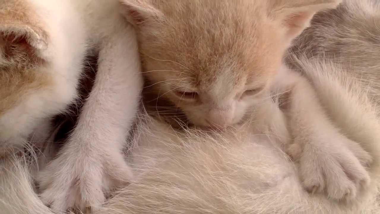 Baby Kitten Drinking Milk - YouTube