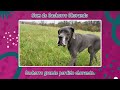 cachorro chorando incluso som de choro de filhote de cachorro