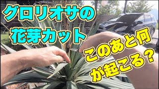 【素人がグロリオサの花芽カットしてみた】この後何が起こる？