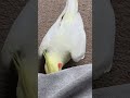 何してたの？　 cockatiel オカメインコ チャッピー bird