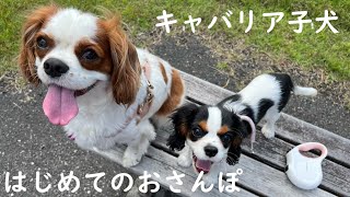 キャバリア子犬はじめてのおさんぽ【cavalier king charles spaniel】