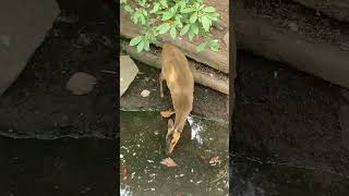 Tufted Deer at Prospect Park Zoo in Brooklyn, NYC #prospectpark #zoo #brooklyn #nyc