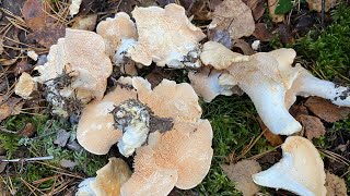 เก็บเห็ดหนังไก่ ปัดขนอย่างมันส์ กลุ่มเดียวได้หลายดอก Picking mushrooms