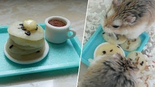 【DIY Guide】Hamster Sesame Hotcake :3 芝麻熱香餅 是倉鼠都會愛吃的美食!