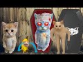 Baby Banana Cat Videos 😺❤️ 2 Minutes #61