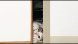 こねこがみ様のふすまの開け方が可愛すぎる！！【こねこがみシリーズ】