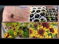 Growing Rudbeckia from seeds to flowers with step by step update on the growth of Rudbeckia