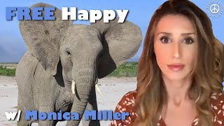 Free Happy the Elephant /// Treating Elephants like People