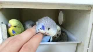 jumbo muhabbet  -Budgerigar-