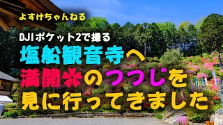 【DJIポケット2】塩船観音寺の満開のつつじを見に行きました！