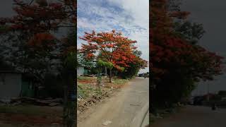 Beautiful Gulmohar Tree View