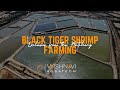 Black Tiger Shrimp Farming | SPF Monodon Black Tiger Seed | Mono Black Tiger Culture | Aquaculture