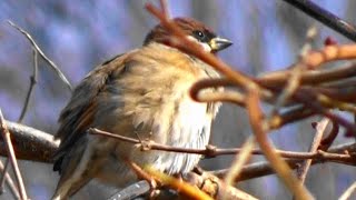 丸いすずめ　 Eurasian Tree Sparrow