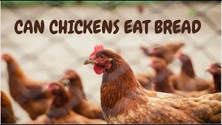Can Chickens Eat Bread