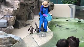 マリンピア日本海　ペンギン給餌見学