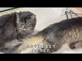 ボルちゃんは最期まで頑張りました。 愛猫と過ごした最後の４日間 【保護猫・老猫】