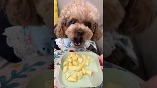 【犬ASMR】トイプードルとリンゴ toy poodle and apple #asmr #dog #कुत्ता