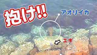 【エギング】でか見えイカに膝ガクブルの男