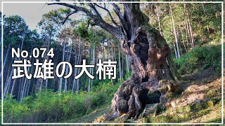 No.074 武雄の大楠 (佐賀県武雄市武雄町) 武雄神社