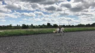 Dressage with a simple neckrope