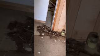 Dead raccoon #youtube #viral #random #funny #racoon