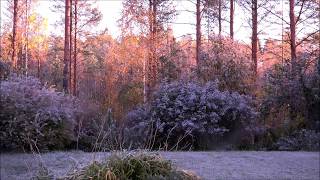 Frozen autumn morning sunrise birds chirping  38 min  NO LOOP