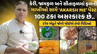 આ પેસ્ટ કેરી અને જામફળમાં ફળની માખીઓ સામે 100 ટકા અસરકારક છે.#akarshme #fruitfly #mango #atgc