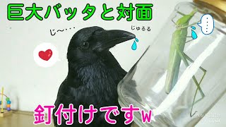 【巨大バッタ】カラスに巨大なバッタを見せてみた結果。 セクシー過ぎ猫＆美魔女＆メタル犬w 20190828、カラス＆四つ足トリオ