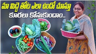 మా మిద్దె తోట ఎలా ఉందో చూడండి| పడ్డ వాళ్లు చెడ్డ వాళ్లు కాదు అన్నట్టు మళ్ళీ దారికి తేవాలని ఆశ ..TTH