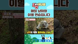 [주간애니멀] 매일 냥이와 이별 연습입니다 #animals #shorts #집사 #고양이