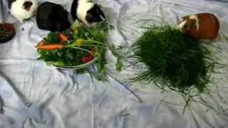 Guinea pig introductions