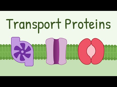Why can channel and carrier proteins carry only one kind of molecule through the cell membrane?