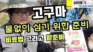 고구마 물안주고 심는법. 핵심은 미리 고구마밭 만들기