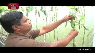 Govibimata Arunalu | 2022- 01-16 | Rupavahini Agriculture Programme