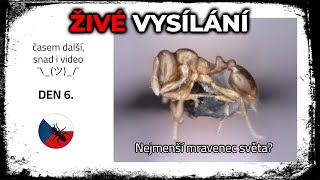 Den 6 –Měření mravenců | AntsCzech Random Stream /w @realstorm1114