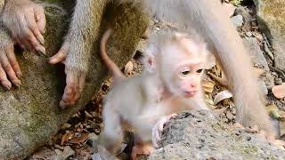 Mily the Monkey and Her Baby: A Heartwarming Playtime...monkey cute LL ep140