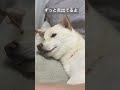 最後まで舌が出ている桃ちゃん 柴犬 shiba shorts