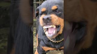 Large dog barking and growling #angrypuppy #angrypets #rottweilerpuppy #angrydog #funny #funnypets