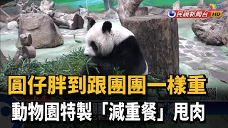 圓仔胖到跟團團一樣重　動物園特製「減重餐」甩肉－民視新聞