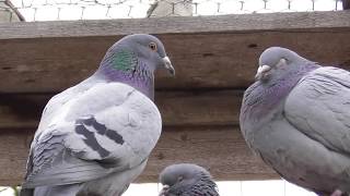 #Astrakhan #Pigeons  Лесные голуби в Астрахани!89170962122