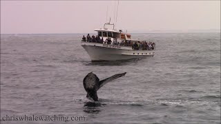 10.4.22 Humpback Whales