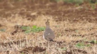 タゲリ若鳥神奈川県　Northern Lapwing