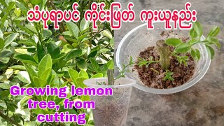 How to grow lemon tree, from cutting, lemon, သံပုရာပင် ကိုင်းဖြတ် ကူးယူနည်း