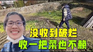 去日本農村收破爛，扯嗓門喊半天就搞到一把菠菜：咋就沒有拖拉機！