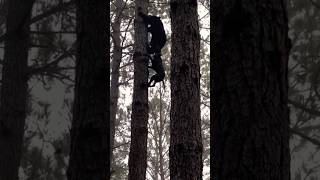 Dog vs bear 🐻 #shortsvideo #viralvideo #bear